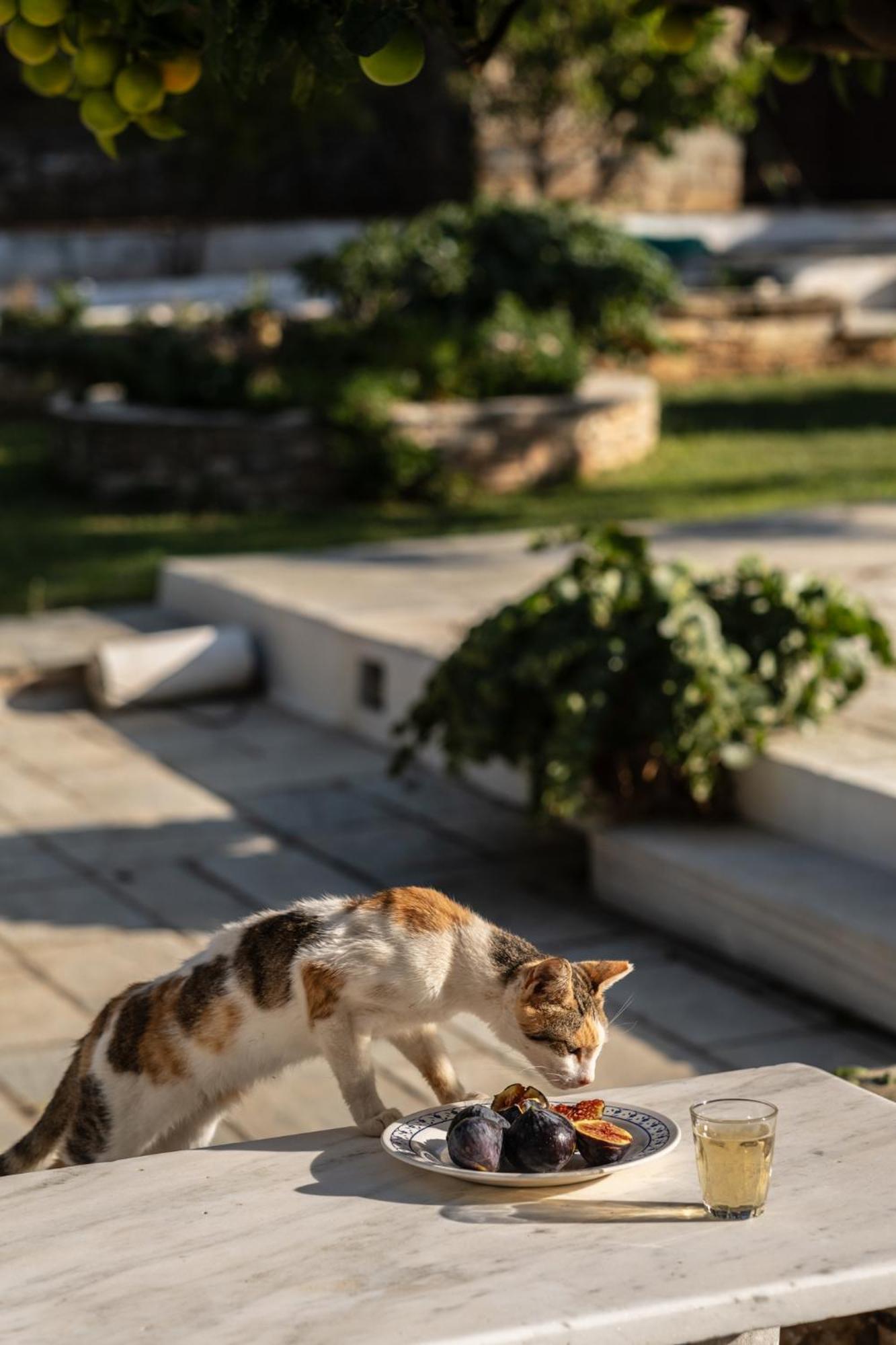 Romano garden house - land tales Agios Romanos Exterior foto